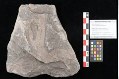 Foto (Objekt + Etikett) von Laurus cretacea Ettingshausen (NHMW-GEO-2024-0188-10596)